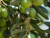 Zeytin ve Zeytinyağı Üzerine Lisanslı Depo Yatırımı Fizibilitesi Projesi